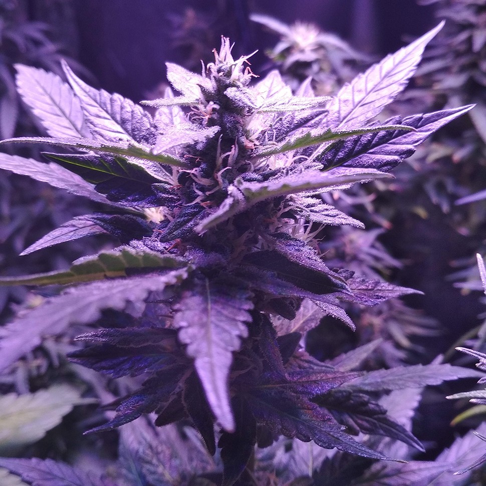 Семена каннабиса  Auto AK 49 feminised Ganja Seeds