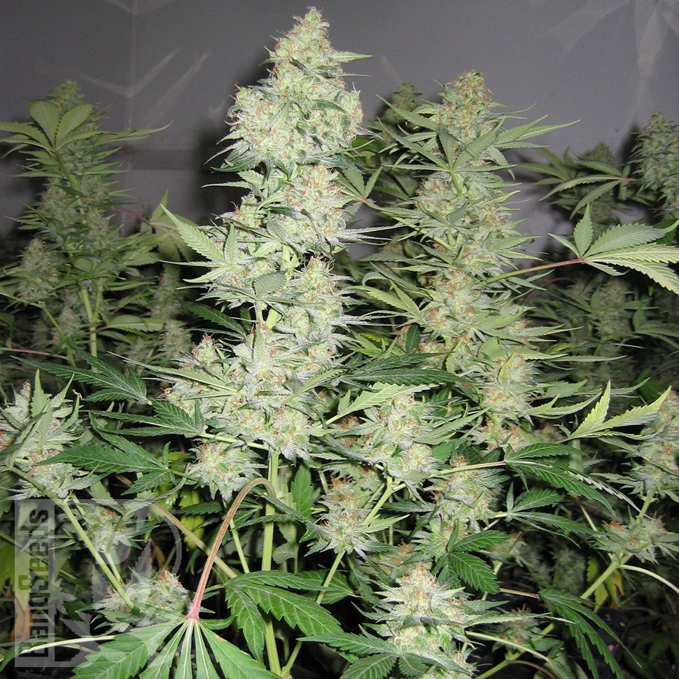 Семена ганжа  Skunk x Great White Shark feminised Ganja Seeds