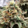 Семена ганжа  Skunk x Great White Shark feminised Ganja Seeds