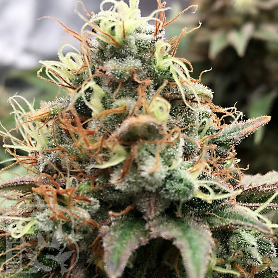 Семена ганжа  Skunk x Great White Shark feminised Ganja Seeds