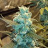 Семена каннабиса  Winnie Pooh feminised Ganja Seeds