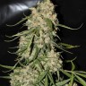 Семена конопли  Narkush regular Ganja Seeds