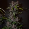 сорт конопли Auto Blackberry Kush feminised Ganja Seeds