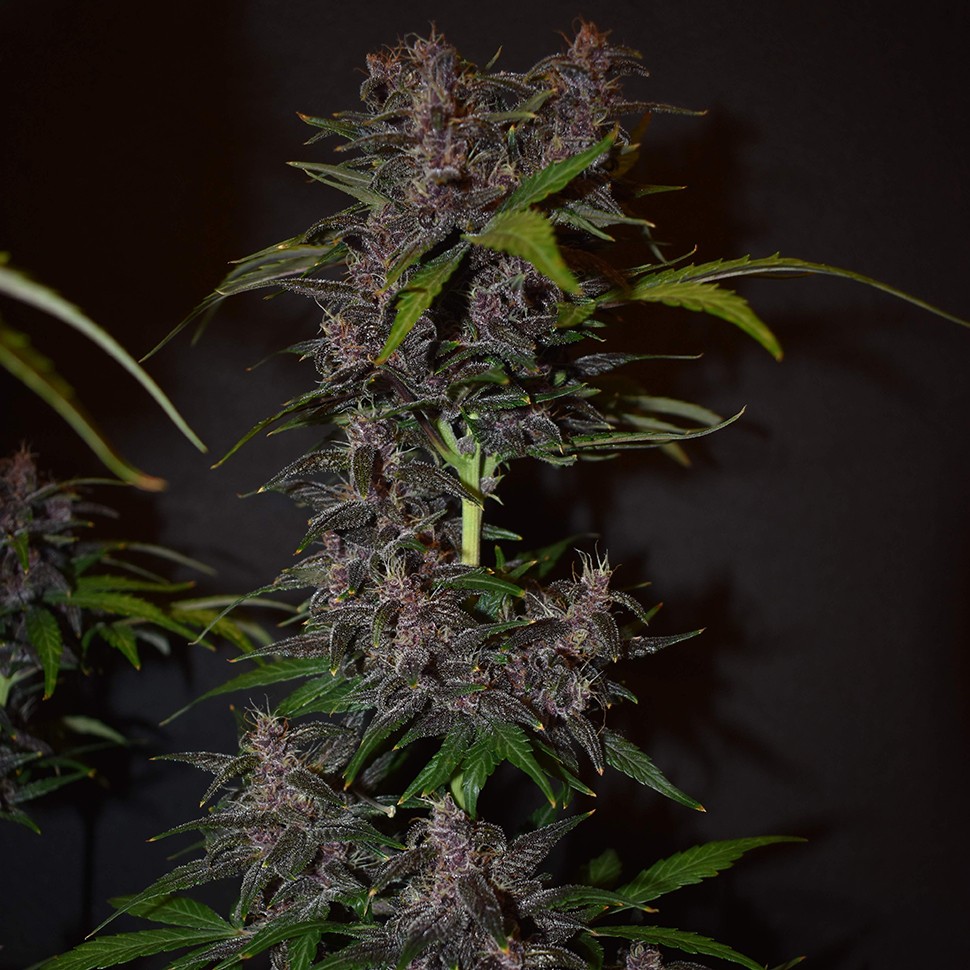 Семена каннабиса  Auto Blackberry Kush feminised Ganja Seeds