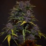 семена конопли Auto Blackberry Kush feminised Ganja Seeds