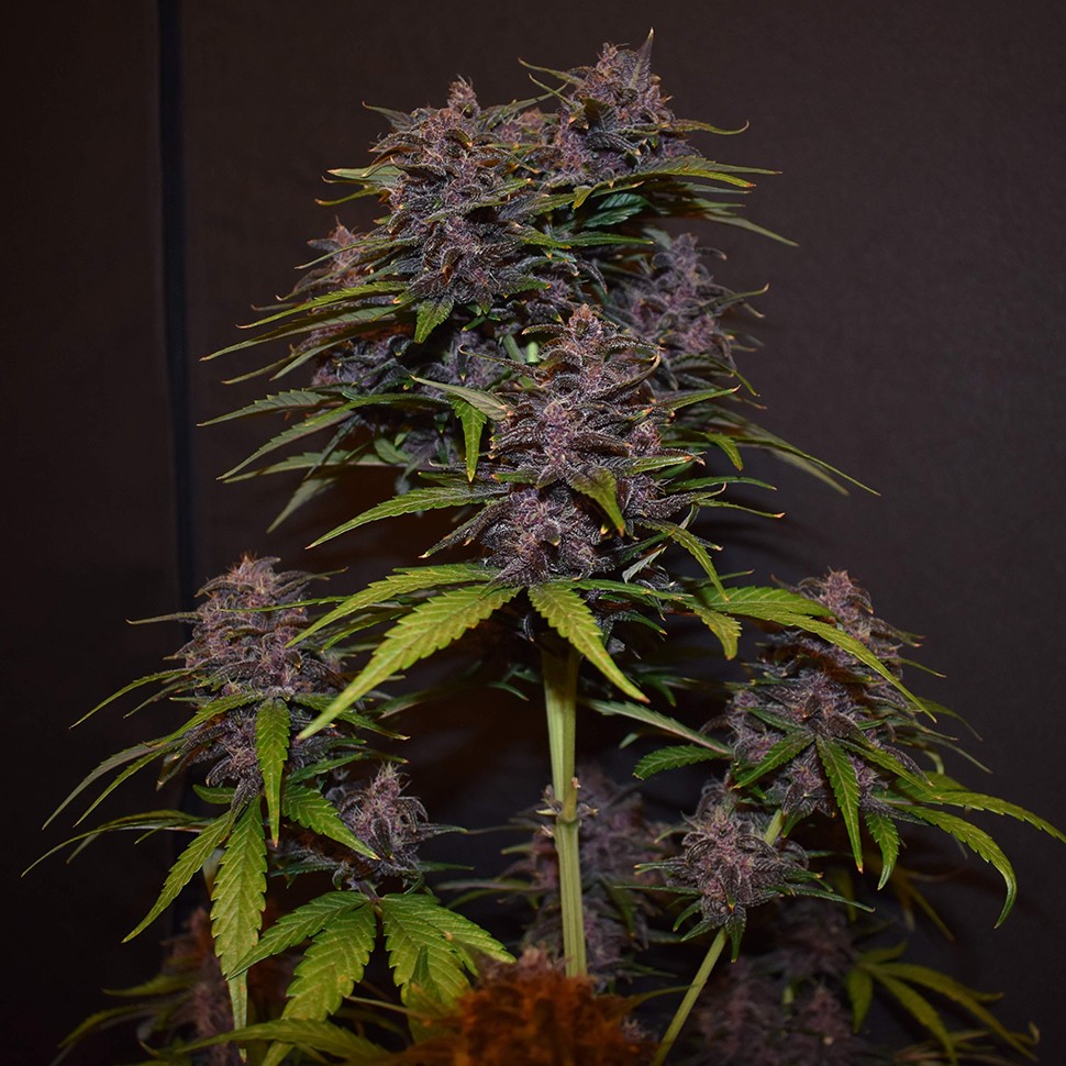 семки конопли недорого Auto Blackberry Kush feminised Ganja Seeds