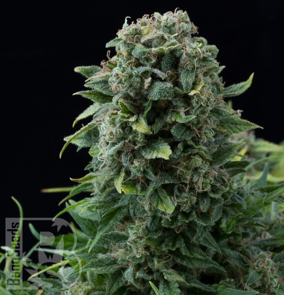 Семена каннабиса  Auto White Dwarf CBD feminised Ganja Seeds