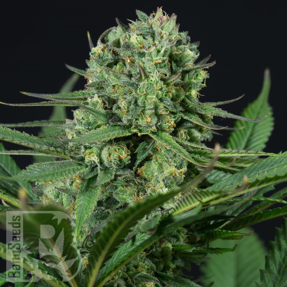 Семена каннабиса  Auto White Dwarf CBD feminised Ganja Seeds