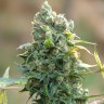 купить семена Sharkbite feminised Ganja Seeds