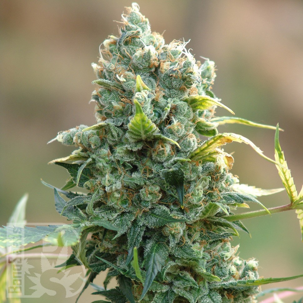 купить семена Sharkbite feminised Ganja Seeds