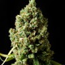 Семена  Sharkbite feminised Ganja Seeds