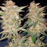 Семена конопли  Yolka (Spruce) feminised Ganja Seeds
