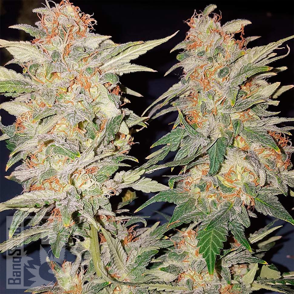 Семена конопли  Yolka (Spruce) feminised Ganja Seeds