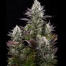 Семена конопли  Yolka (Spruce) feminised Ganja Seeds
