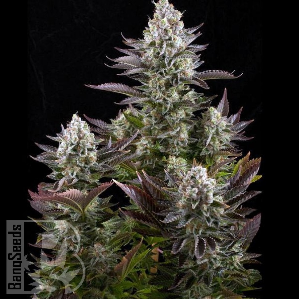 Семена конопли  Yolka (Spruce) feminised Ganja Seeds
