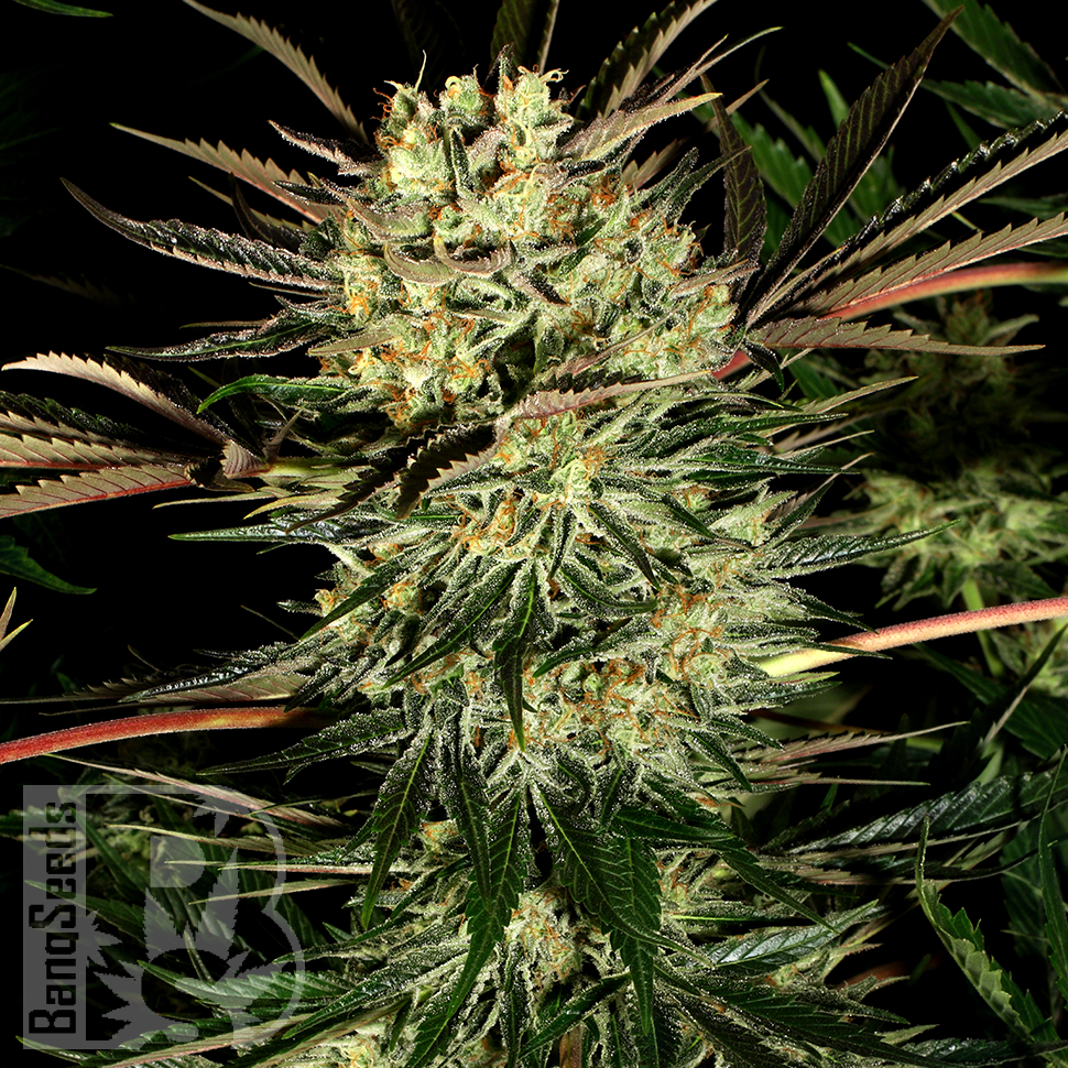 Семена  Early Durban regular Ganja Seeds