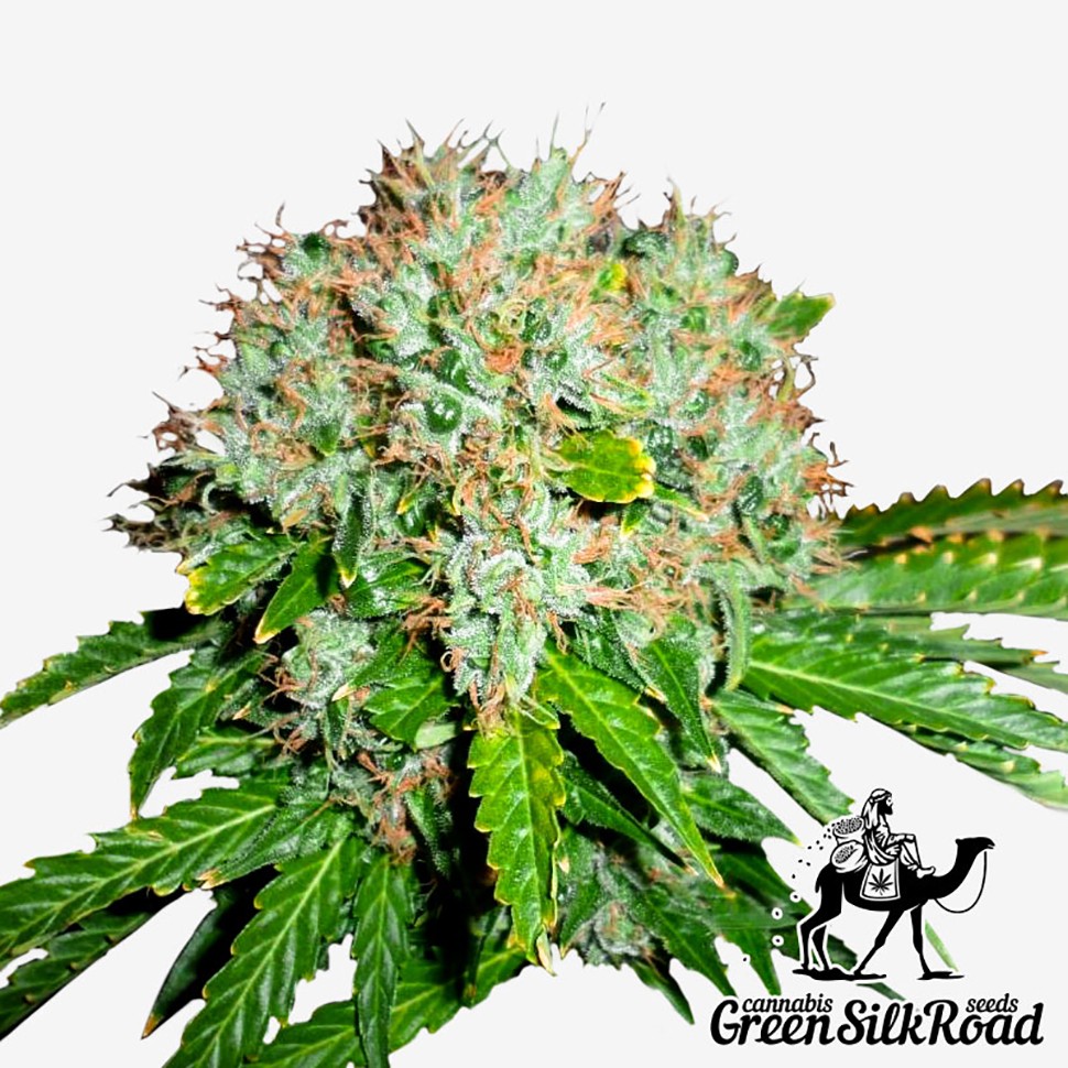 Семена  White Widow feminised Green Silk Road Seeds