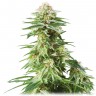 купить семена конопли медицинской White Widow feminised