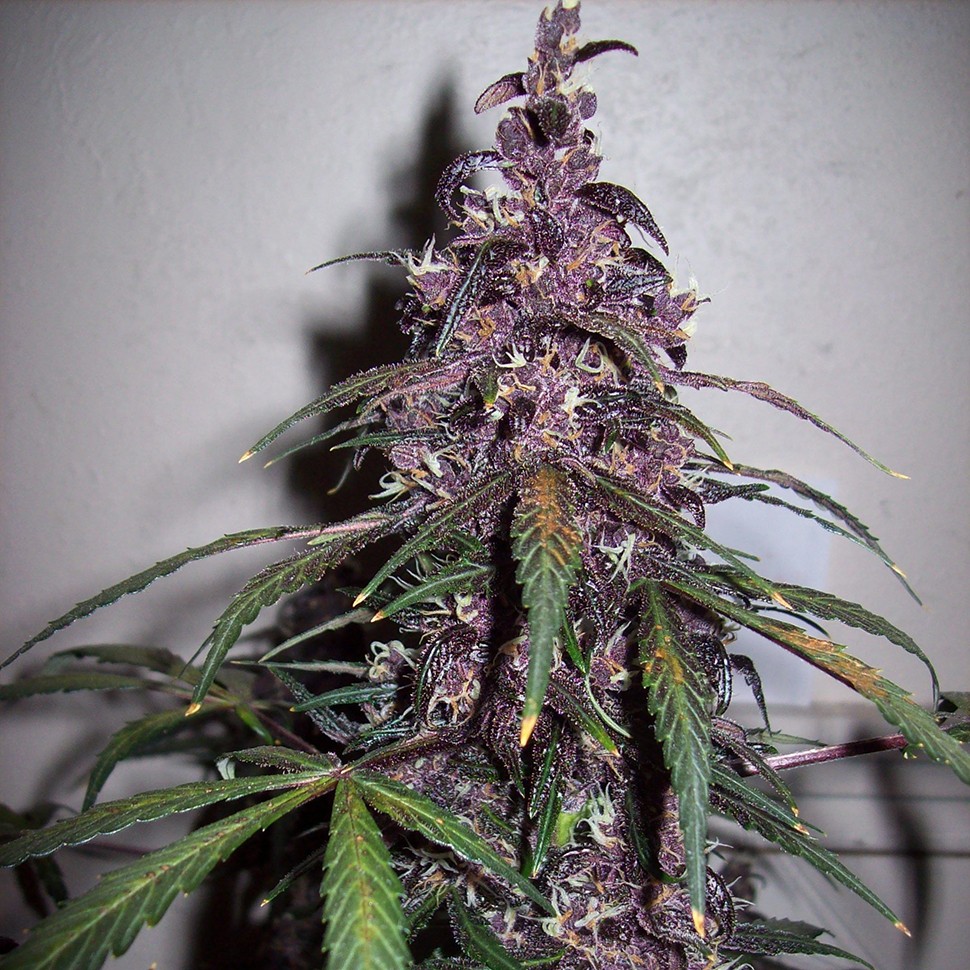 Семена  Auto Bloody Skunk feminised Ganja Seeds