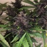 фемки Auto Bloody Skunk feminised Ganja Seeds