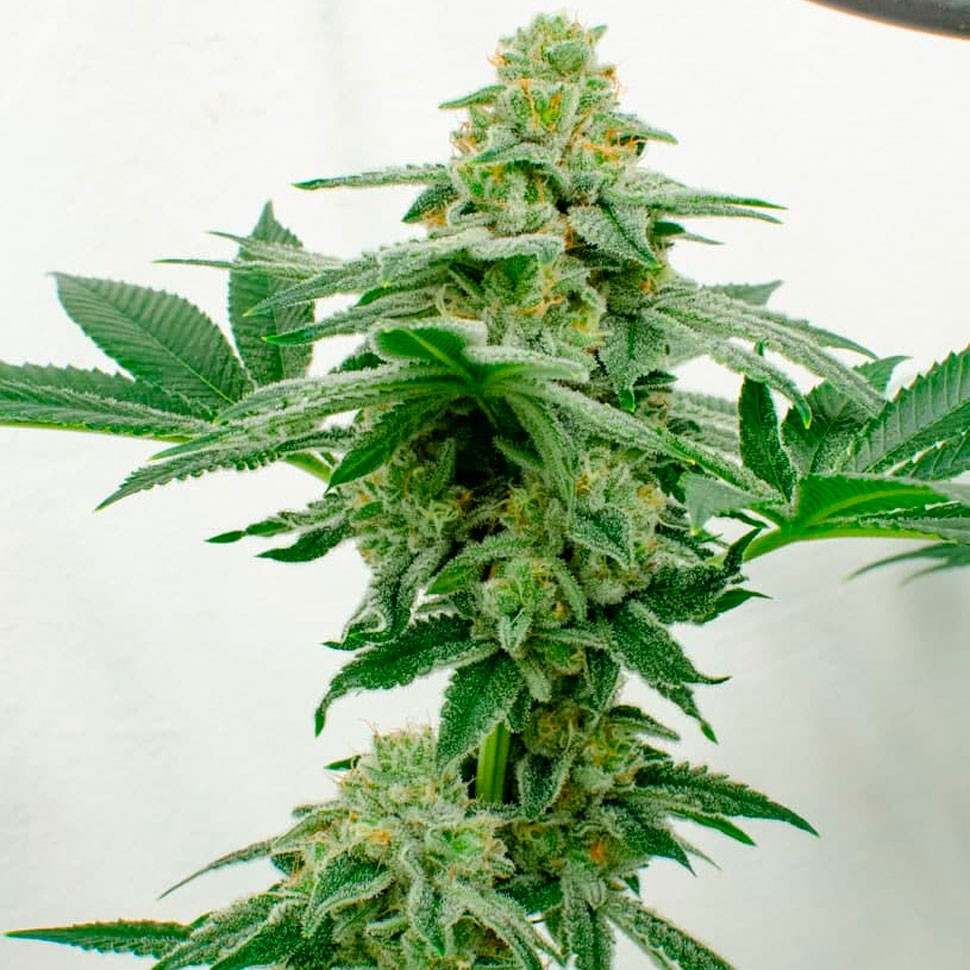 Качественные семена марихуаны Kerosene Krash feminised Ganja Seeds