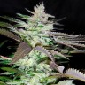 Семена  Black Domina x Jack Herer feminised Ganja Seeds