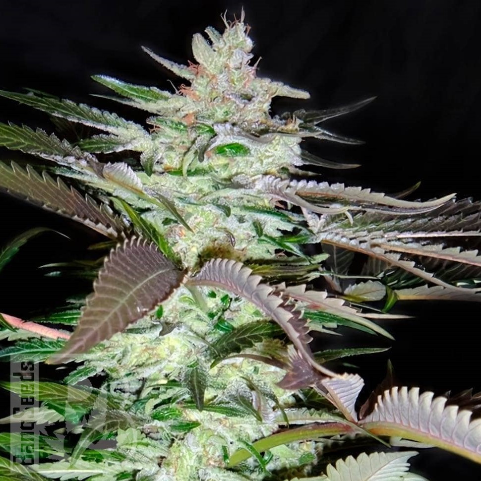 Семена  Black Domina x Jack Herer feminised Ganja Seeds