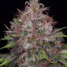 Семена  Black Domina x Jack Herer feminised Ganja Seeds
