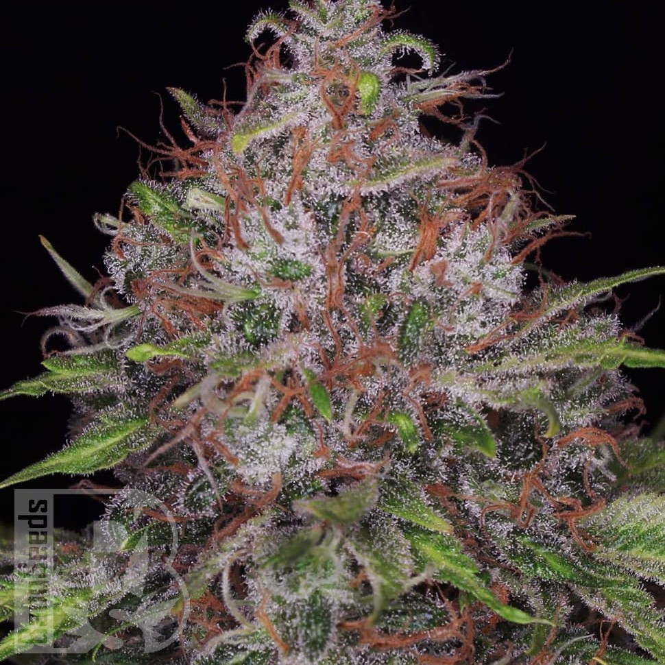 Семена  Black Domina x Jack Herer feminised Ganja Seeds
