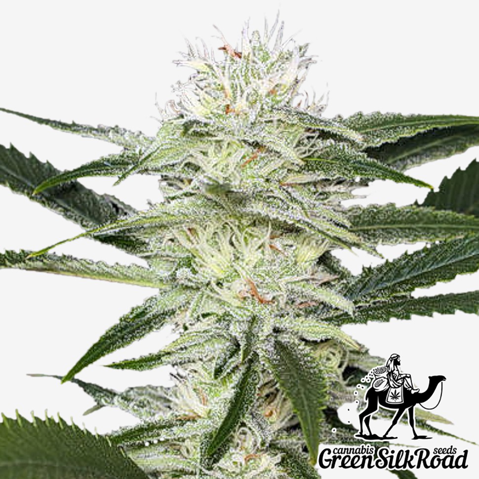 Семена ганжа  Auto Amnesia feminised Green Silk Road Seeds