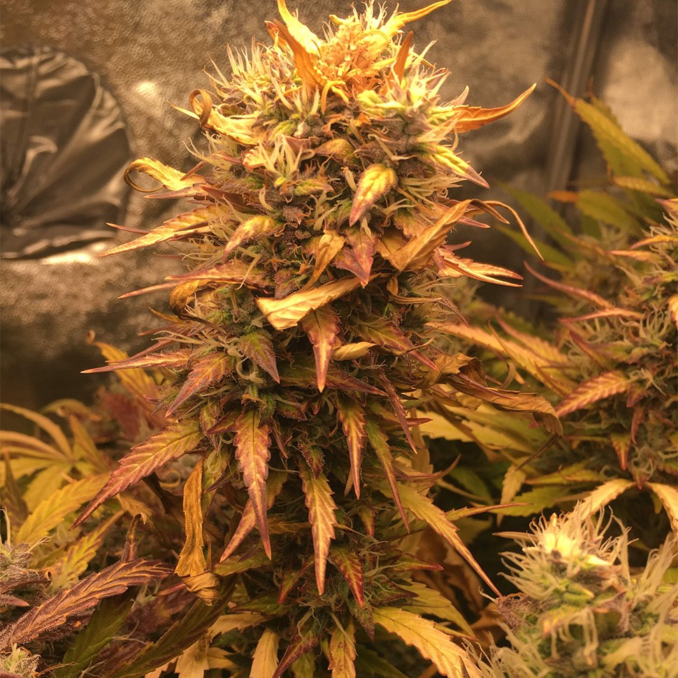 Семена ганжа  Auto Brooklyn Sunrise feminised Ganja Seeds