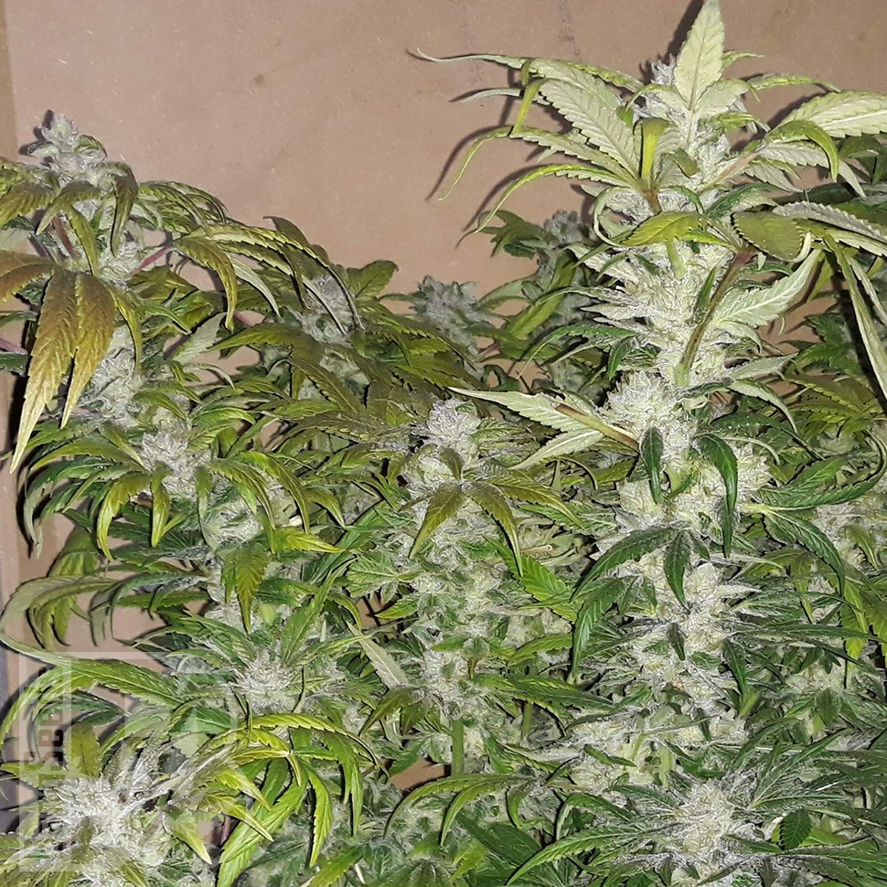 заказать семена конопли Blue Queen feminised