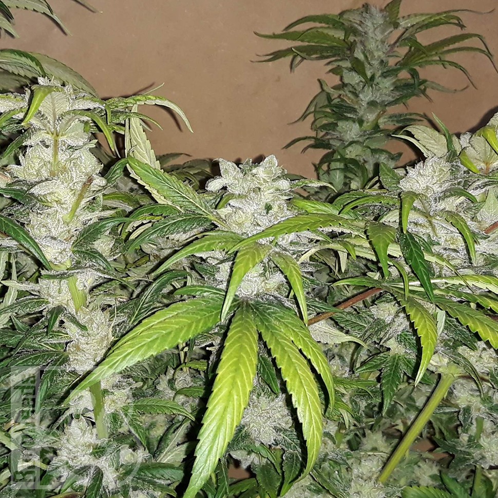 заказать семена конопли почтой Blue Queen feminised