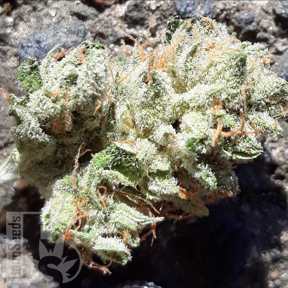 где можно заказать семена конопли Blue Queen feminised