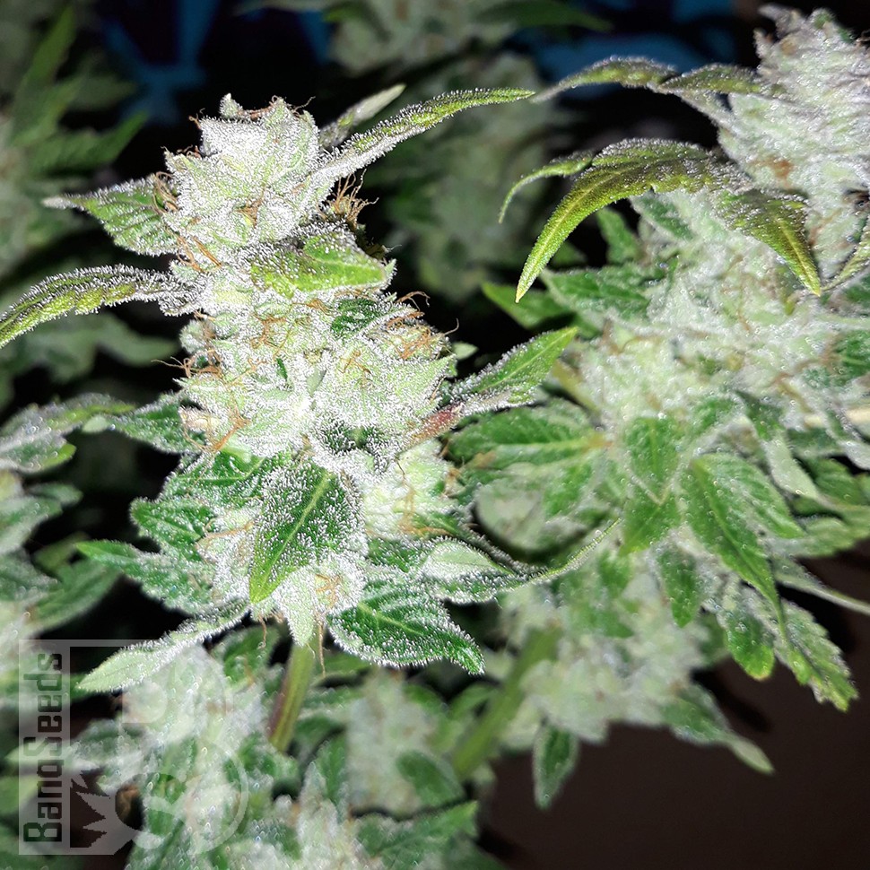 Семена ганжа  Blue Queen feminised Ganja Seeds