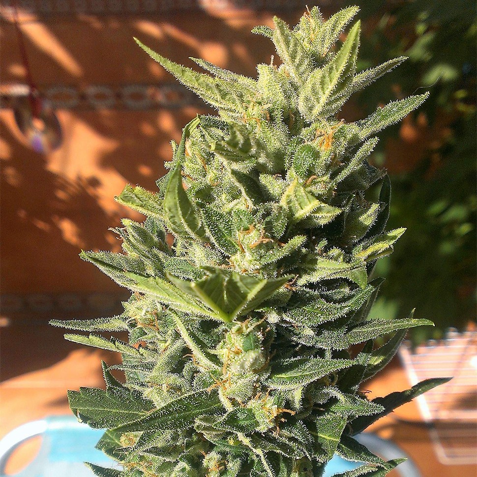 Семена каннабиса  Auto Colorado Cookies feminised Ganja Seeds