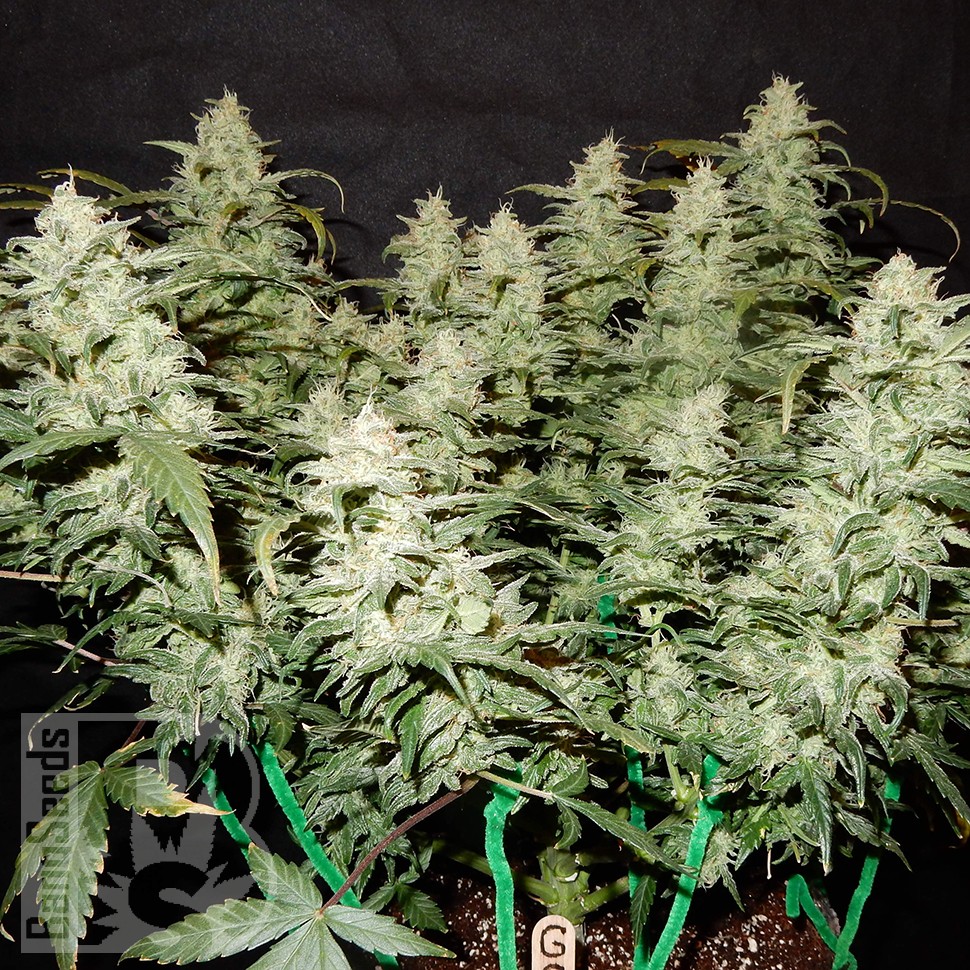 Семена каннабиса  Auto Gorilla Glue feminised Ganja Seeds