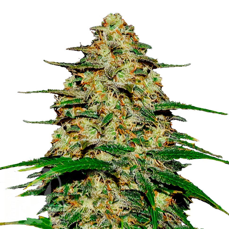 Семена конопли Wedding Cheesecake feminised Ganja Seeds