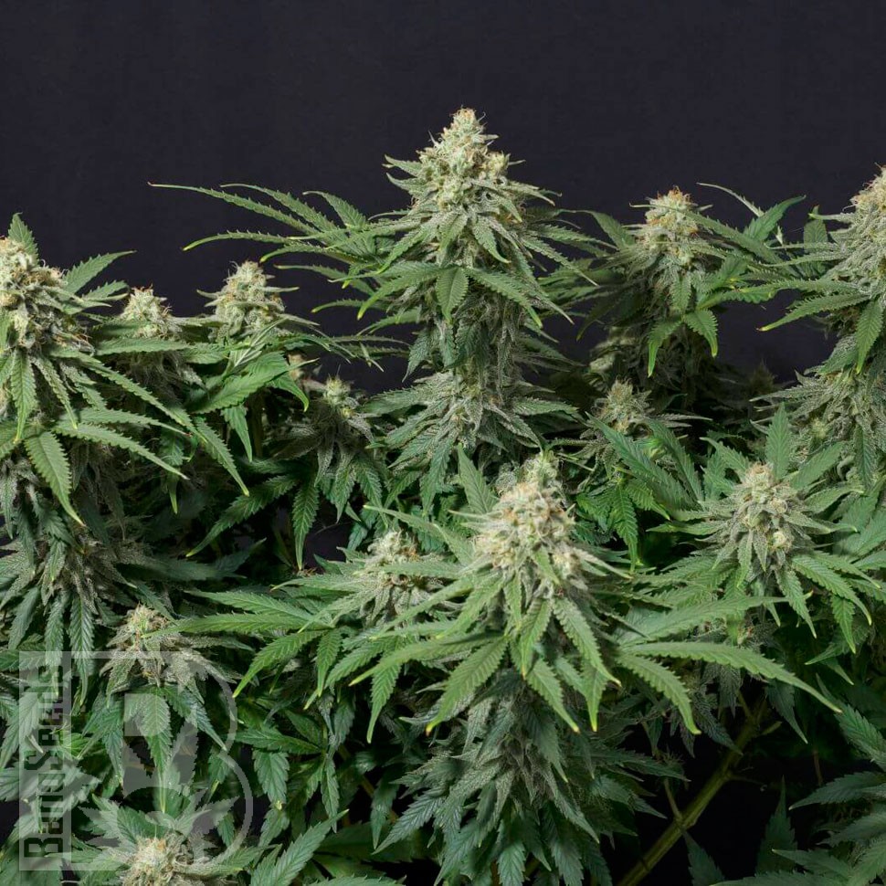 Семена марихуаны  Wedding Cheesecake feminised Ganja Seeds