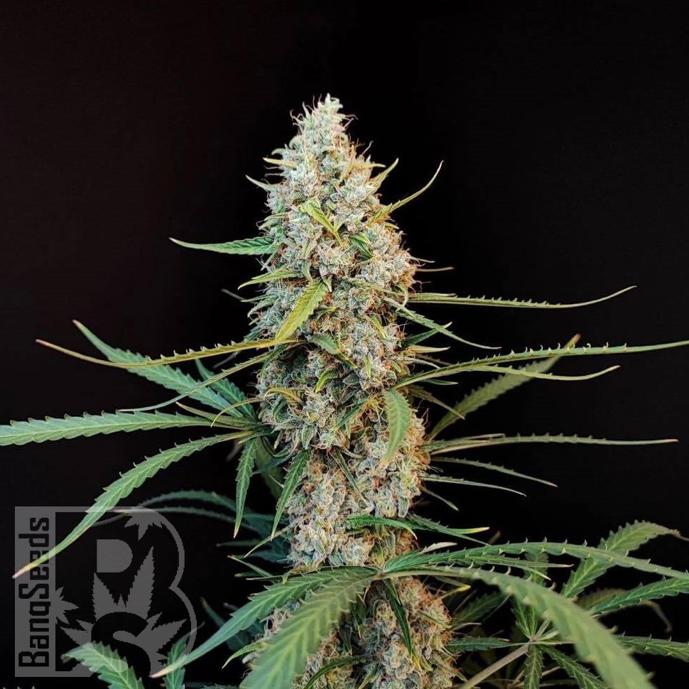 Семена марихуаны  Wedding Cheesecake feminised Ganja Seeds