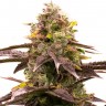 Семена марихуаны  Wedding Cheesecake feminised Ganja Seeds
