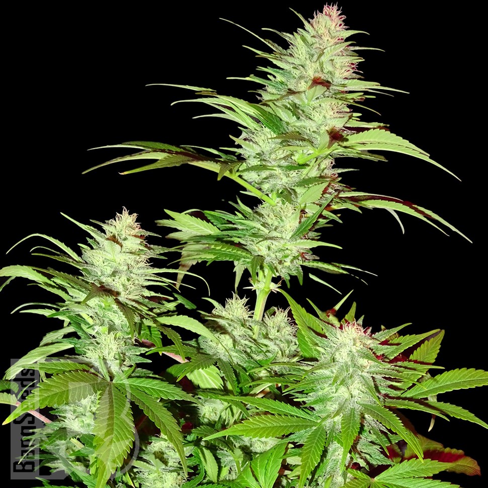 Семена конопли  White Widow x Chronic feminised Ganja Seeds