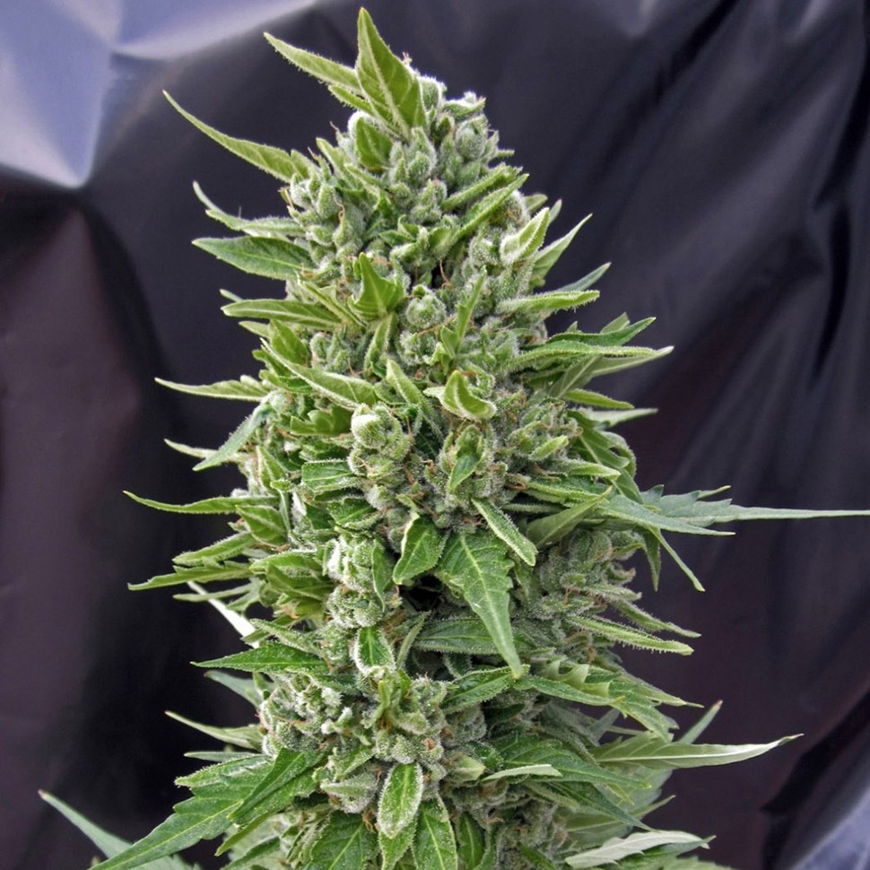Семена марихуаны  Northern Lights regular Ganja Seeds
