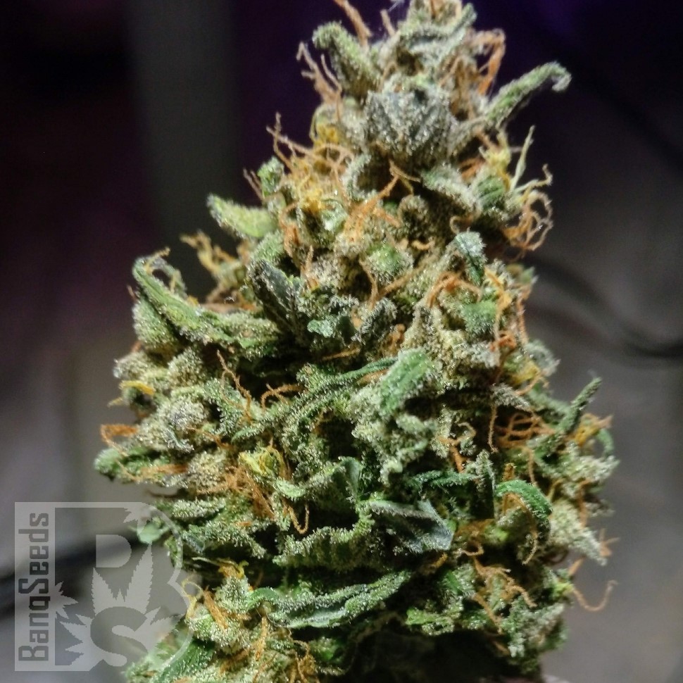 Семена марихуаны  Cream 47 regular Ganja Seeds