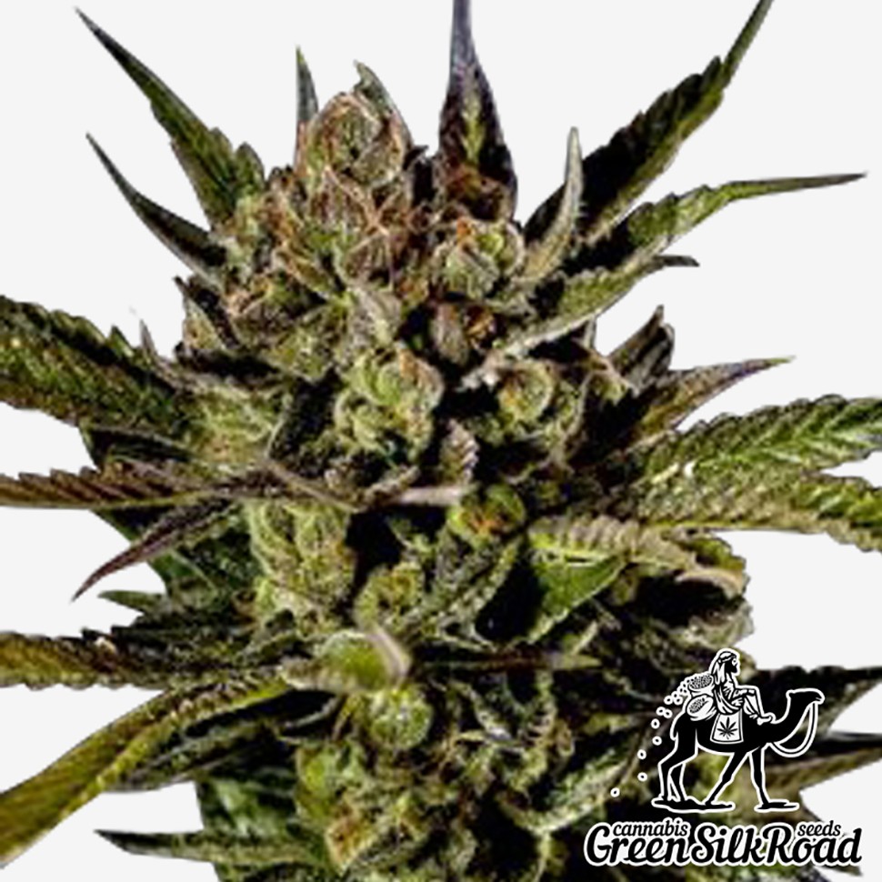 Семена ганжа  Auto Cheese feminised Green Silk Road Seeds