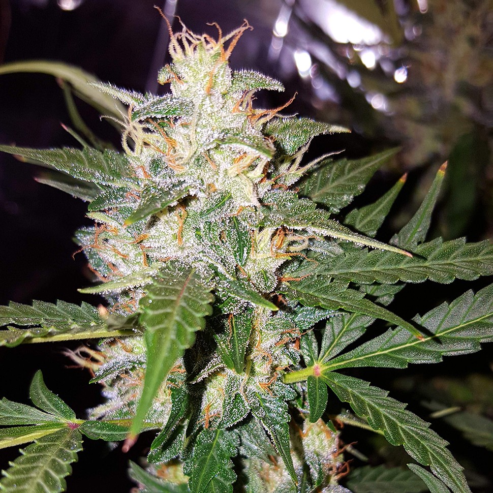 Семена конопли  Biggest Bud feminised Victory Seeds