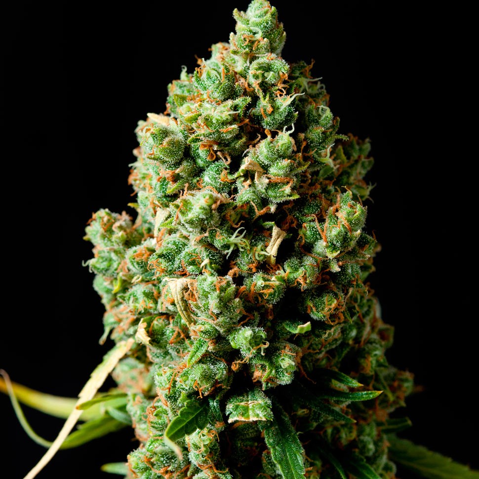 Семена  Auto Critical Kush feminised Ganja Seeds