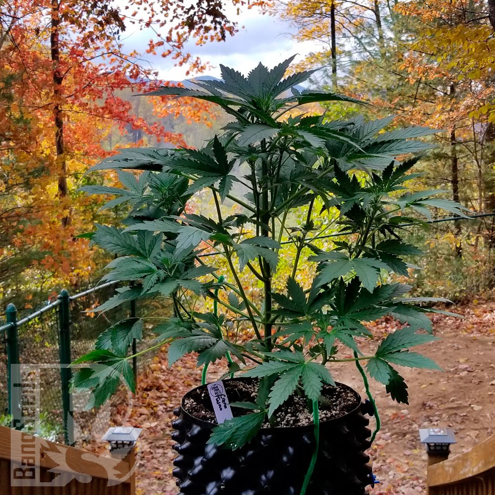 заказать качественные семена конопли Bubblelicious regular