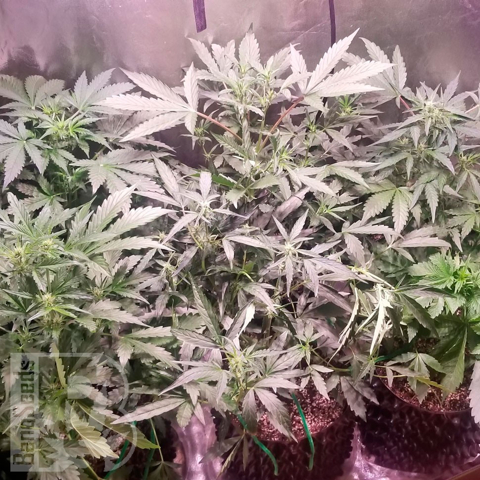 заказать семена конопли Bubblelicious regular