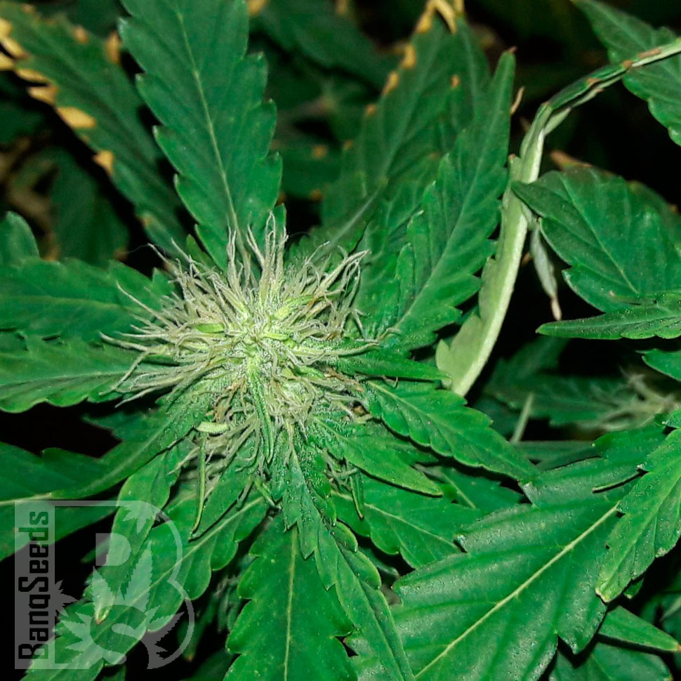 купить семена конопли недорого Bubblelicious regular